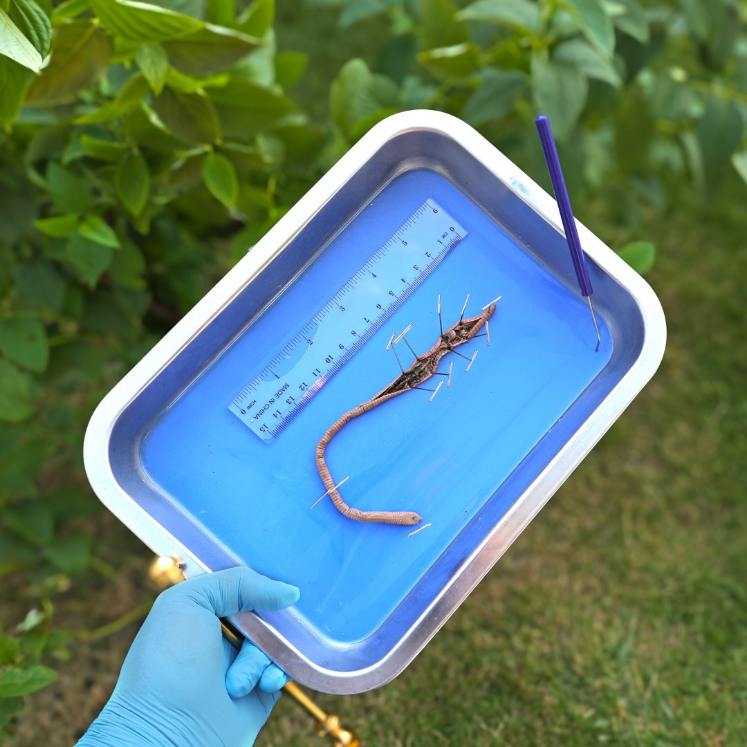 Anatomy Lab Earthworm Specimen, 8-10 Inches, Vacuum Packed, Preserved earthworm specimen for dissection