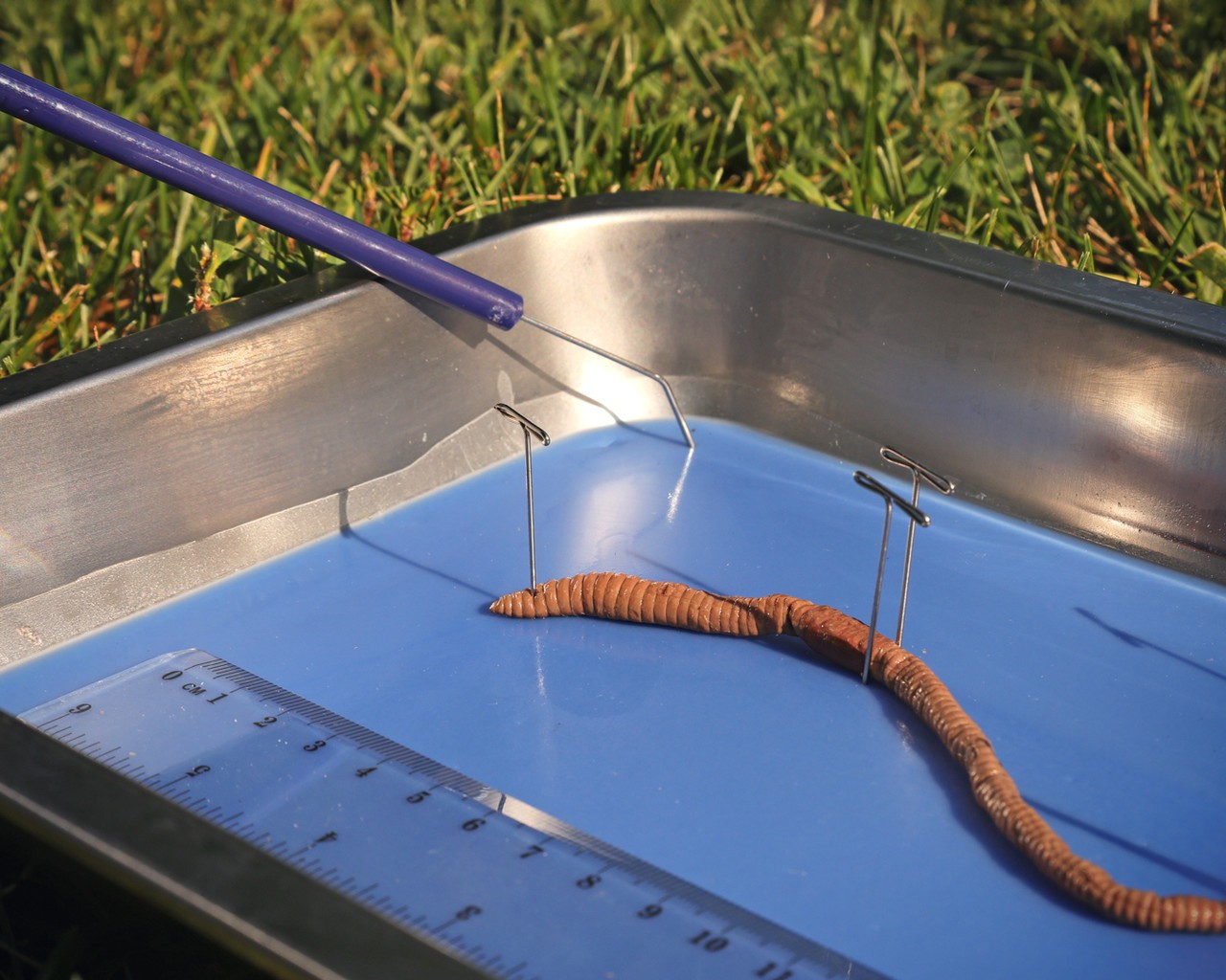 Anatomy Lab Earthworm Specimen, 8-10 Inches, Vacuum Packed, Preserved earthworm specimen for dissection