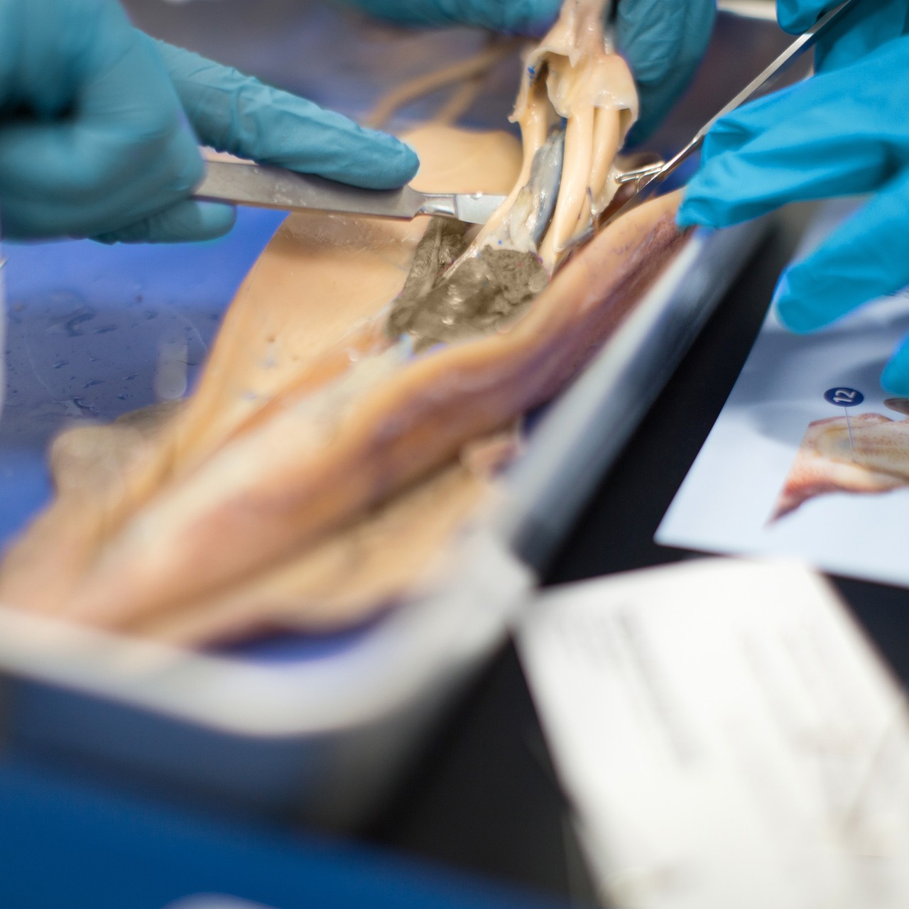 Image of the squid being dissected in context.
