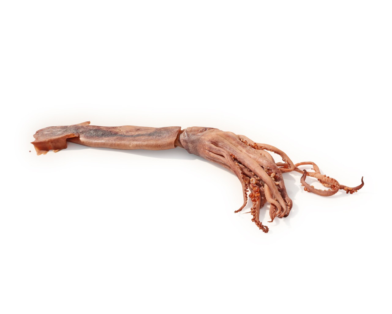 Anatomy Lab Squid Specimen, 8-11 Inches, Vacuum Packed, Preserved Squid Specimen for Dissection