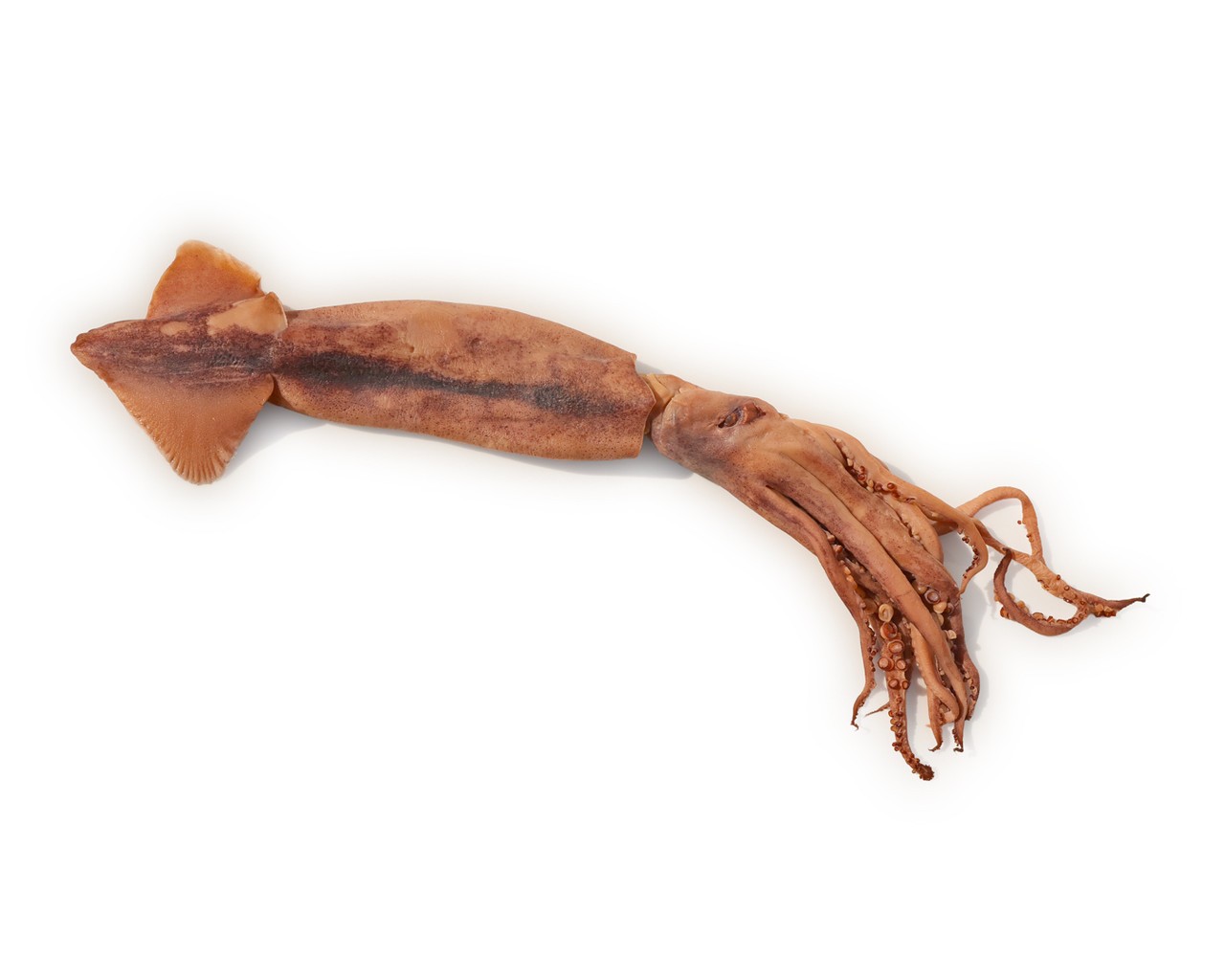 Anatomy Lab Squid Specimen, 8-11 Inches, Vacuum Packed, Preserved Squid Specimen for Dissection