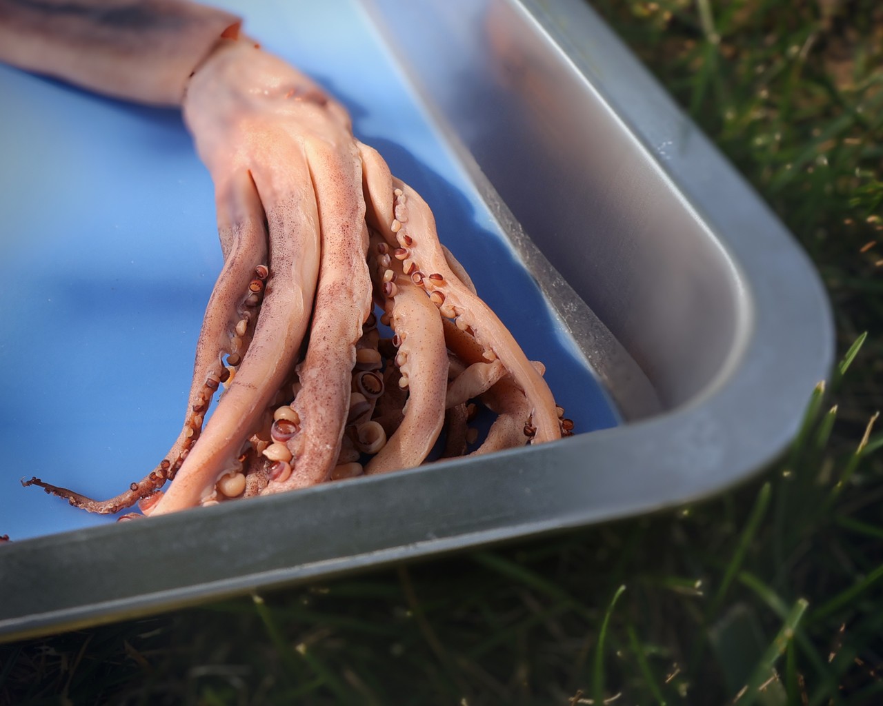 Anatomy Lab Squid Specimen, 8-11 Inches, Vacuum Packed, Preserved Squid Specimen for Dissection