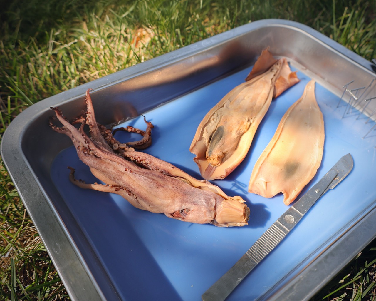 Anatomy Lab Squid Specimen, 8-11 Inches, Vacuum Packed, Preserved Squid Specimen for Dissection