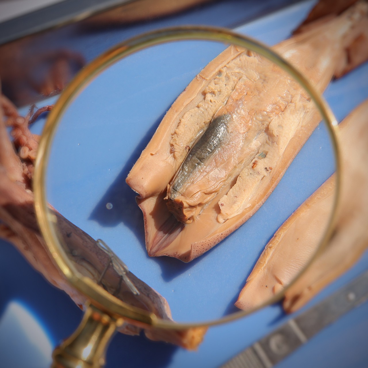 Anatomy Lab Squid Specimen, 8-11 Inches, Vacuum Packed, Preserved Squid Specimen for Dissection