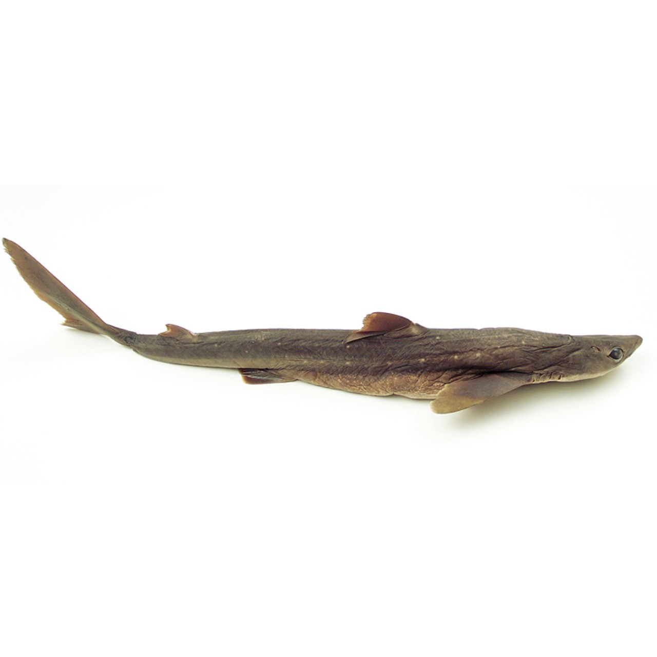 Anatomy Lab Dogfish Shark Specimen, 22-27 Inches, Vacuum Packed, Preserved Specimen for Dissection, Plain-Injected