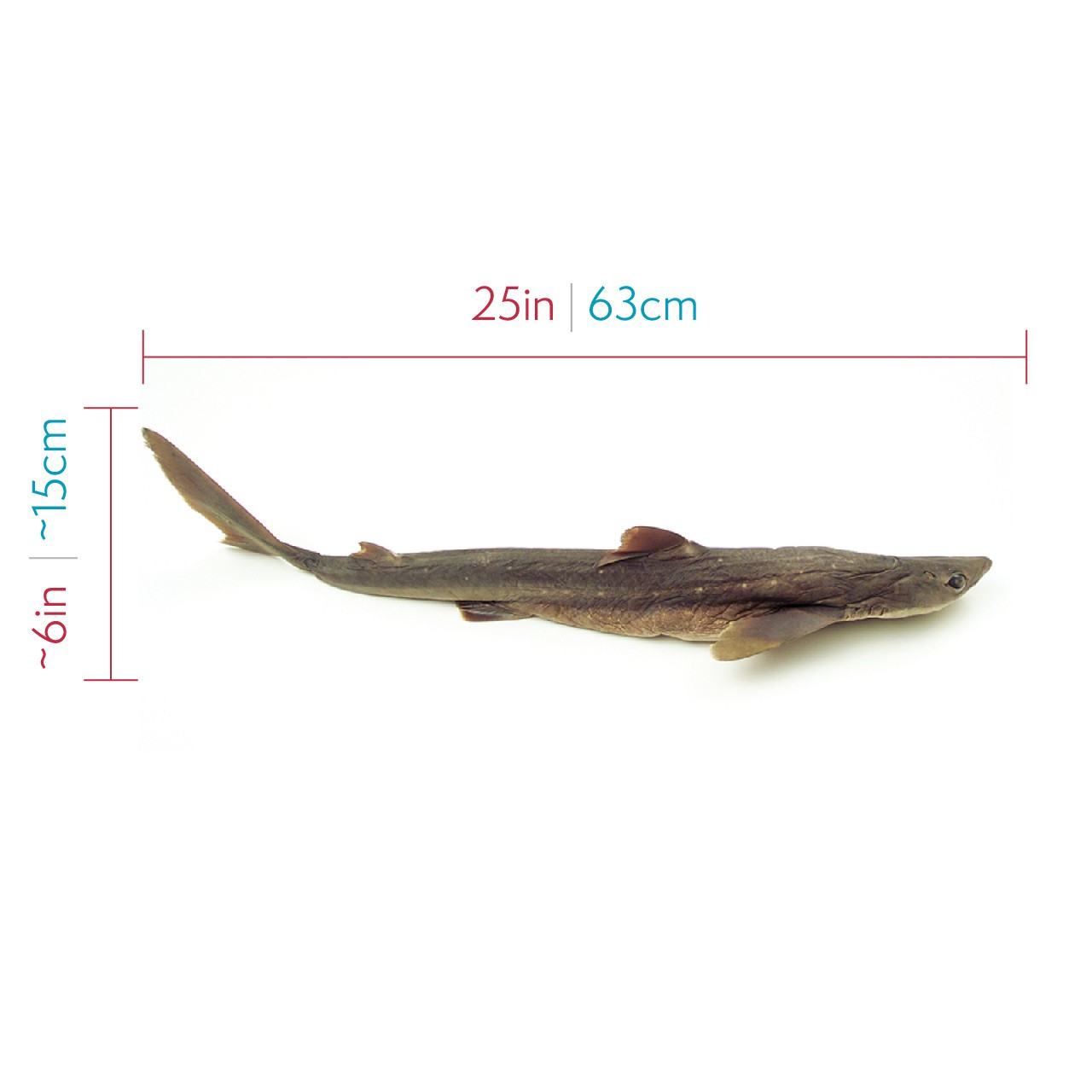 Showing approximate Dimensions of the dogfish shark, about 25 inches