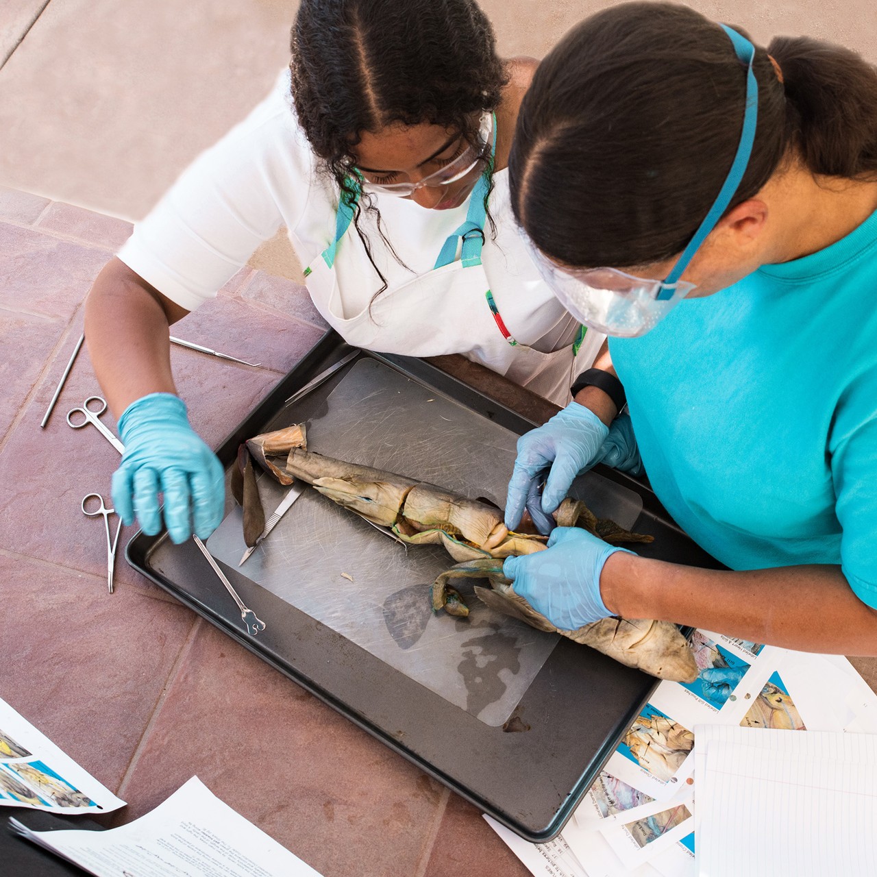 Showing two students dissecting a shark