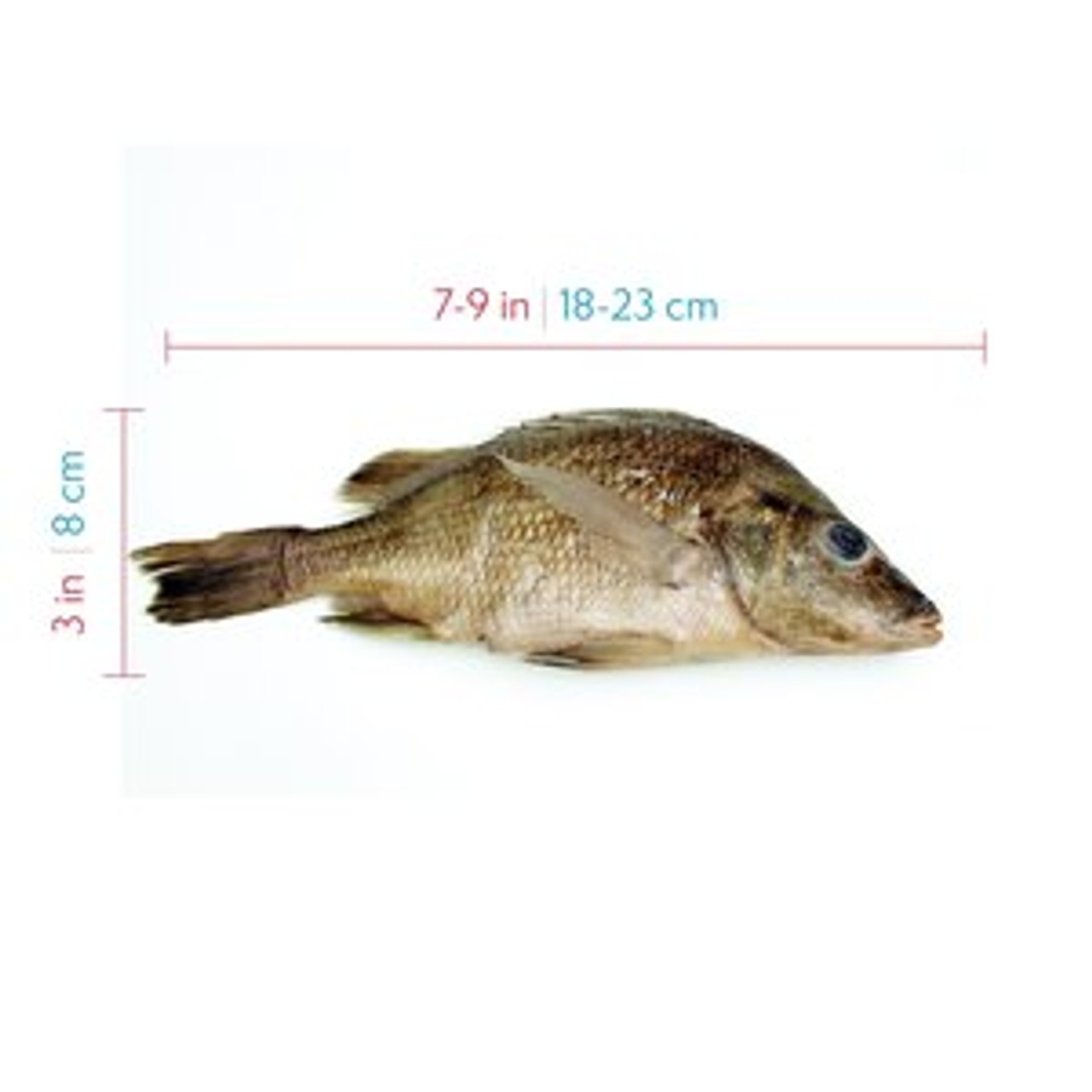 Showing approximate dimension of the perch, about 7-9 inches