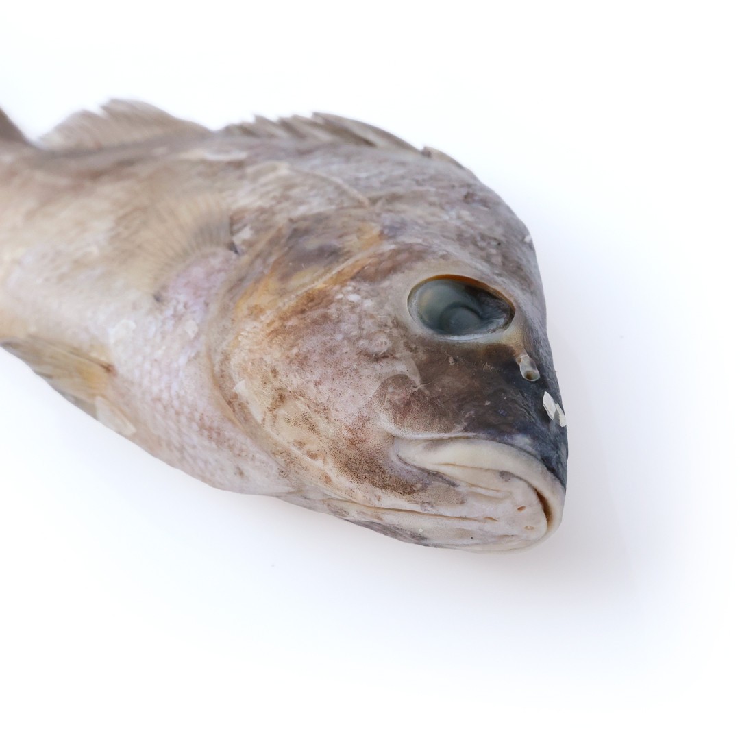 Anatomy Lab Preserved Perch Specimen for Dissection, 7-9 Inches, Vacuum Packed