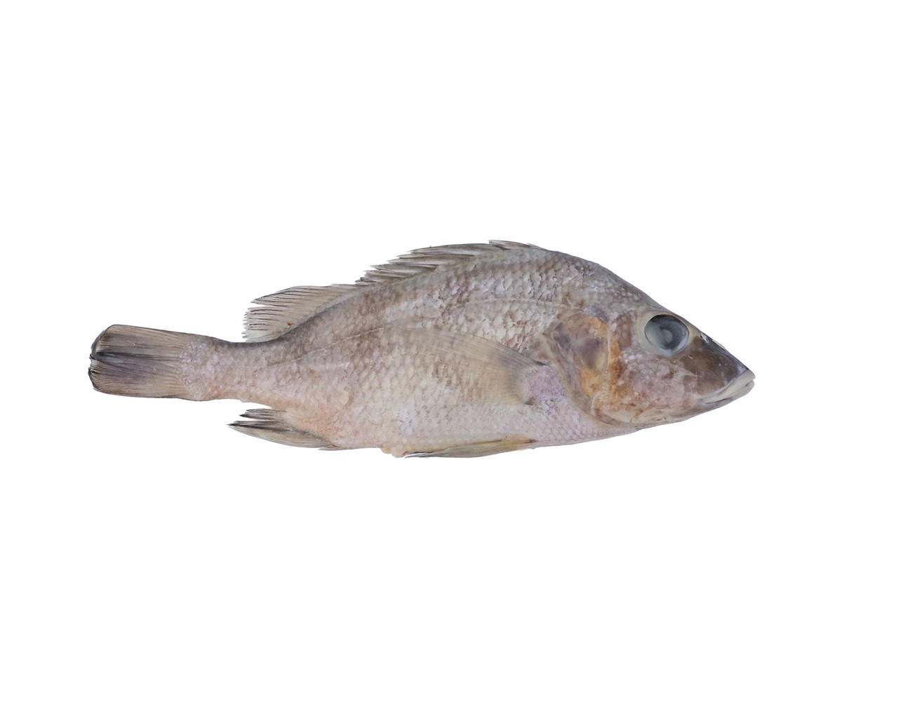 Anatomy Lab Preserved Perch Specimen for Dissection, 7-9 Inches, Vacuum Packed