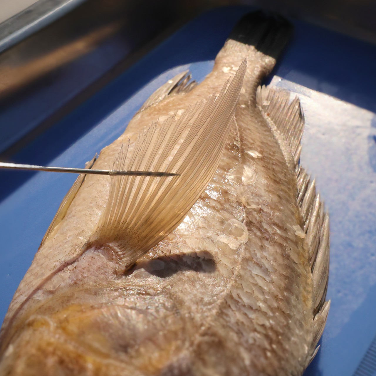 Anatomy Lab Preserved Perch Specimen for Dissection, 7-9 Inches, Vacuum Packed