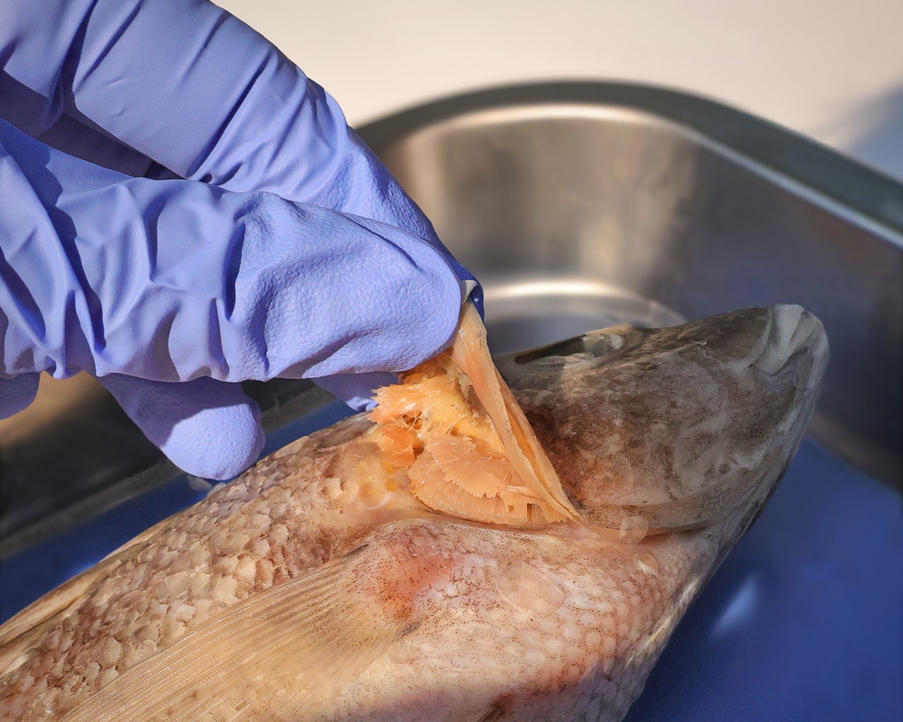 Anatomy Lab Preserved Perch Specimen for Dissection, 7-9 Inches, Vacuum Packed