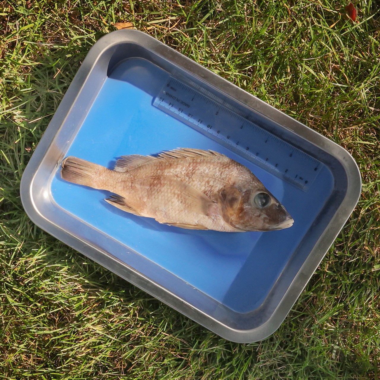 Anatomy Lab Preserved Perch Specimen for Dissection, 7-9 Inches, Vacuum Packed