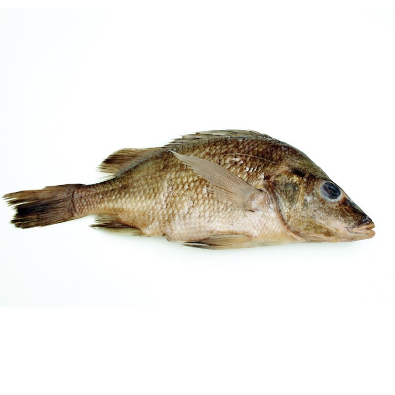 Anatomy Lab Preserved Perch Specimen for Dissection, 7-9 Inches, Vacuum Packed
