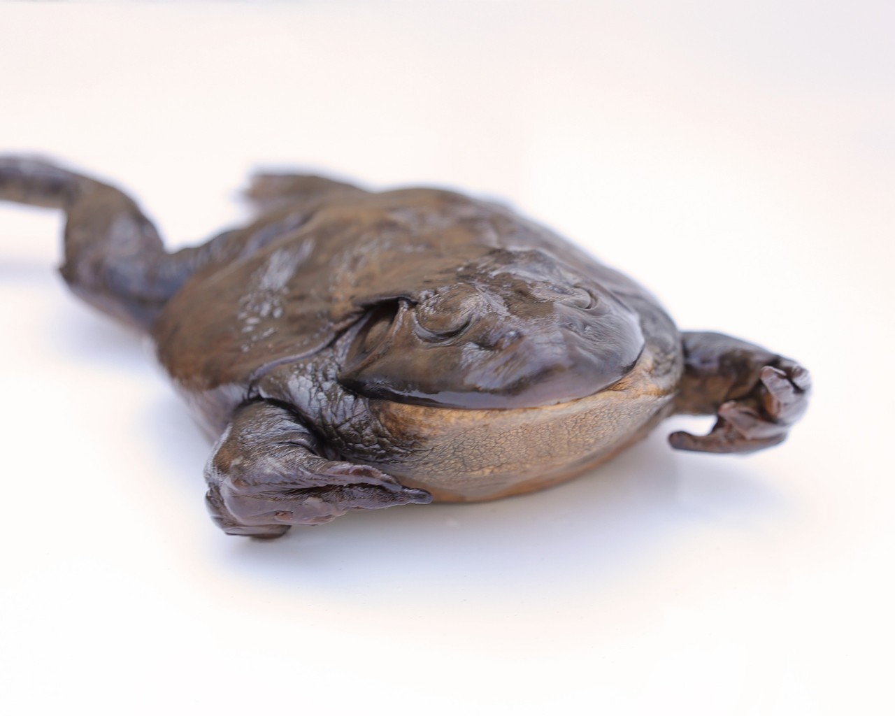 Anatomy Lab Preserved Bullfrog Specimen for Dissection, 5-6 Inches, Vacuum Packed