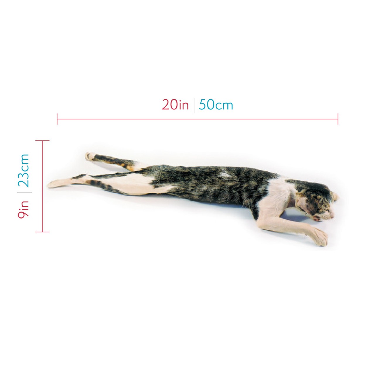 Depicting the approximate size of the cat specimen, about 20 inches.