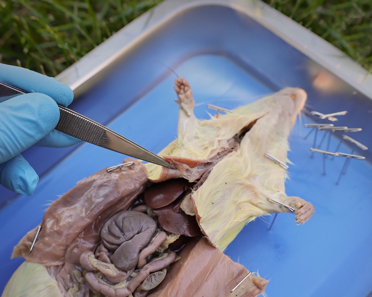 Anatomy Lab Rat Specimen, 7-9 Inches, Vacuum Packed, Preserved Specimen for Dissection