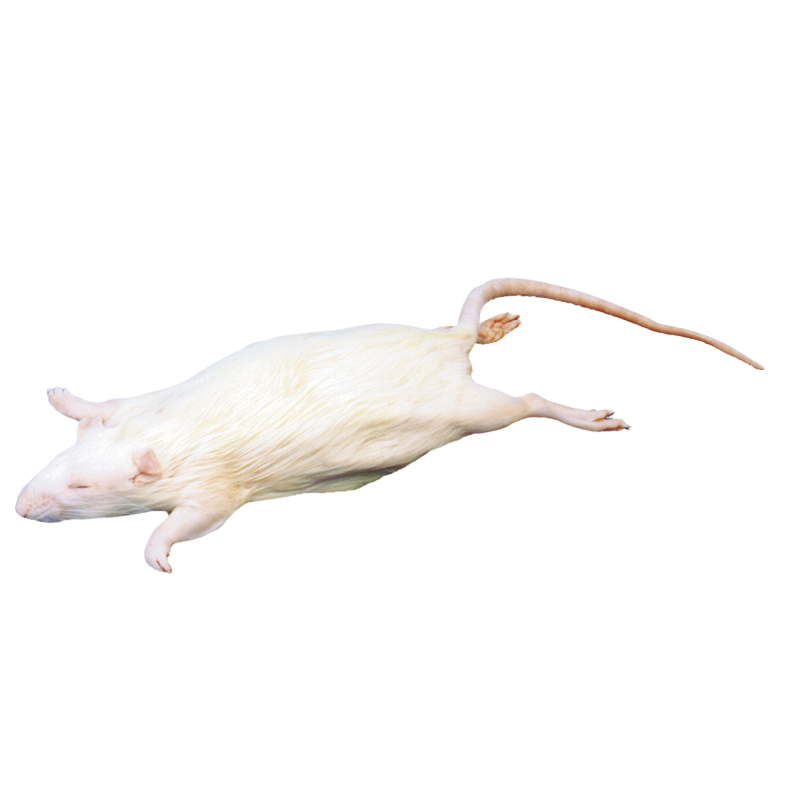 Anatomy Lab Rat Specimen, 7-9 Inches, Vacuum Packed, Preserved Specimen for Dissection