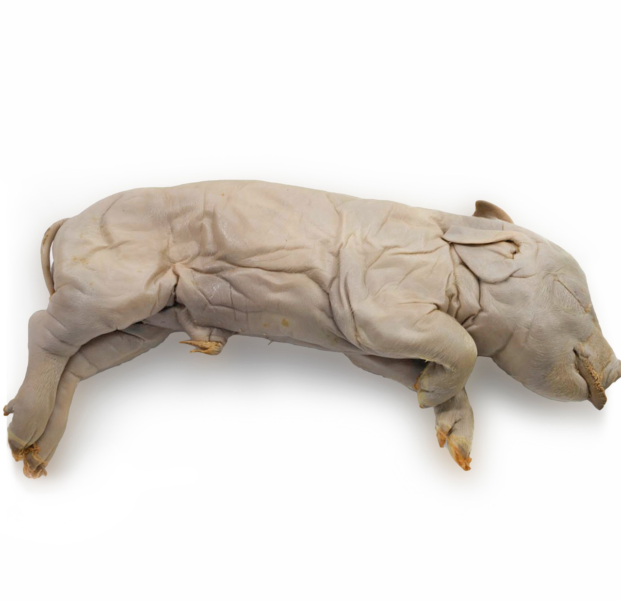 Anatomy Lab Fetal Pig Specimen, Vacuum Packed, Preserved Specimen for Dissection