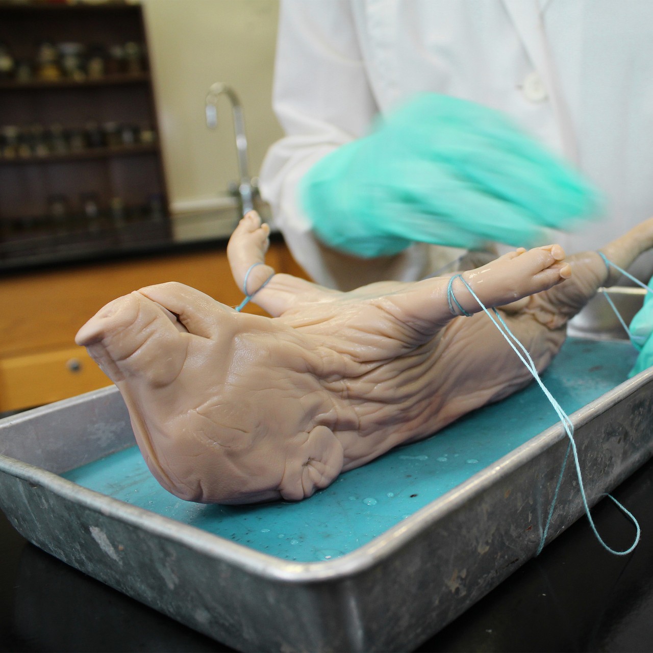 Depiction of the pig being dissected in a classroom setting