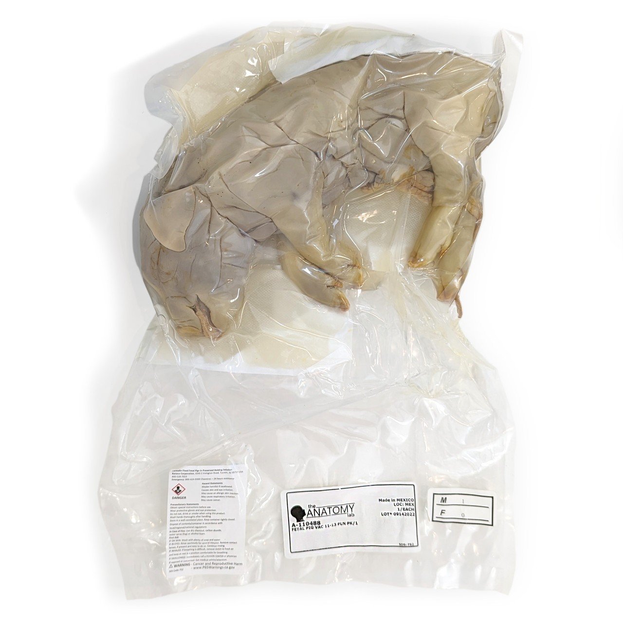 Anatomy Lab Fetal Pig Specimen, Vacuum Packed, Preserved Specimen for Dissection