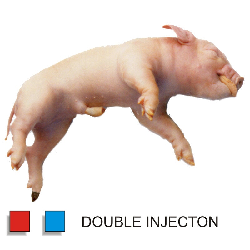 Anatomy Lab Fetal Pig Specimen, Vacuum Packed, Double Injection