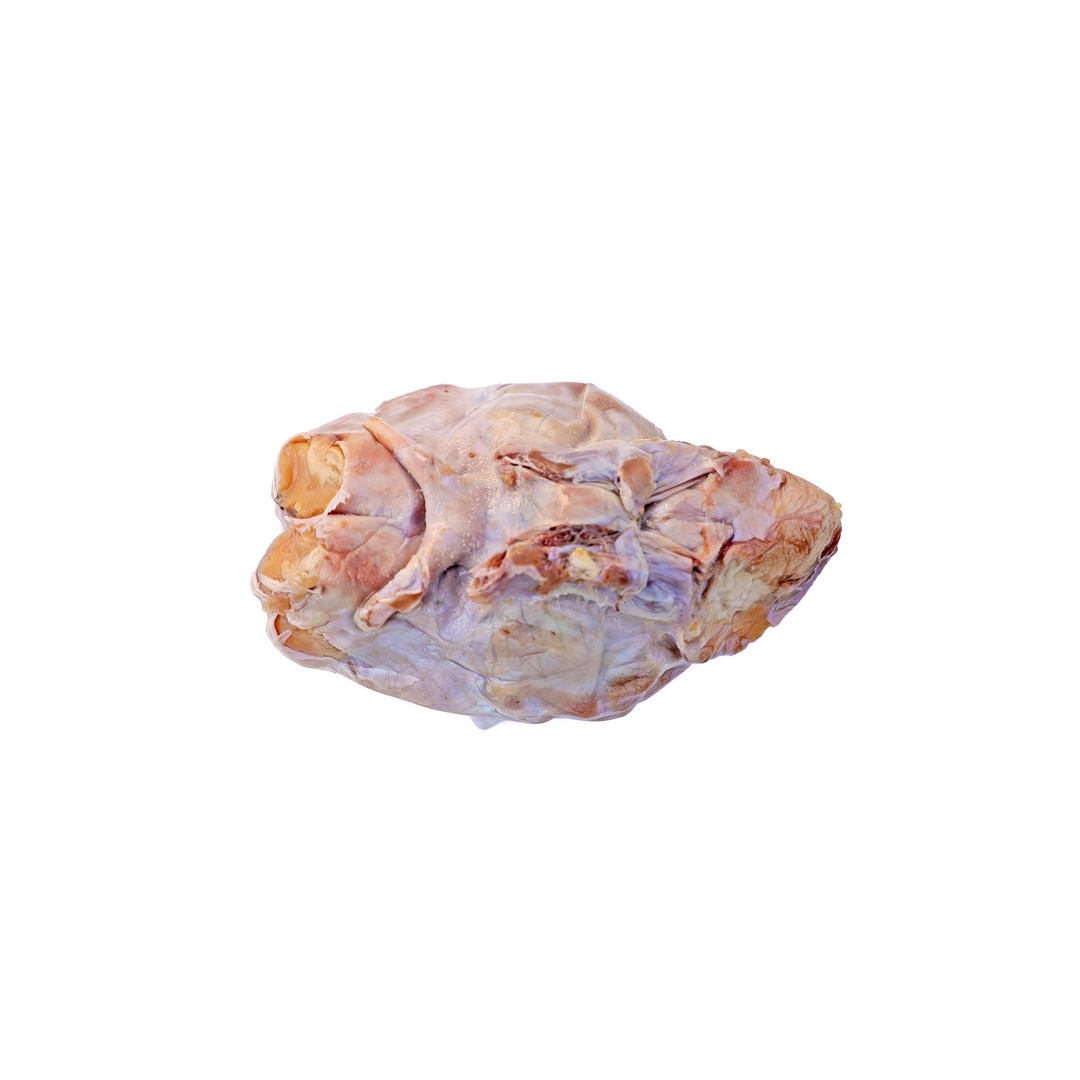 Anatomy Lab Preserved Sheep Brain Specimen, Vacuum Packed