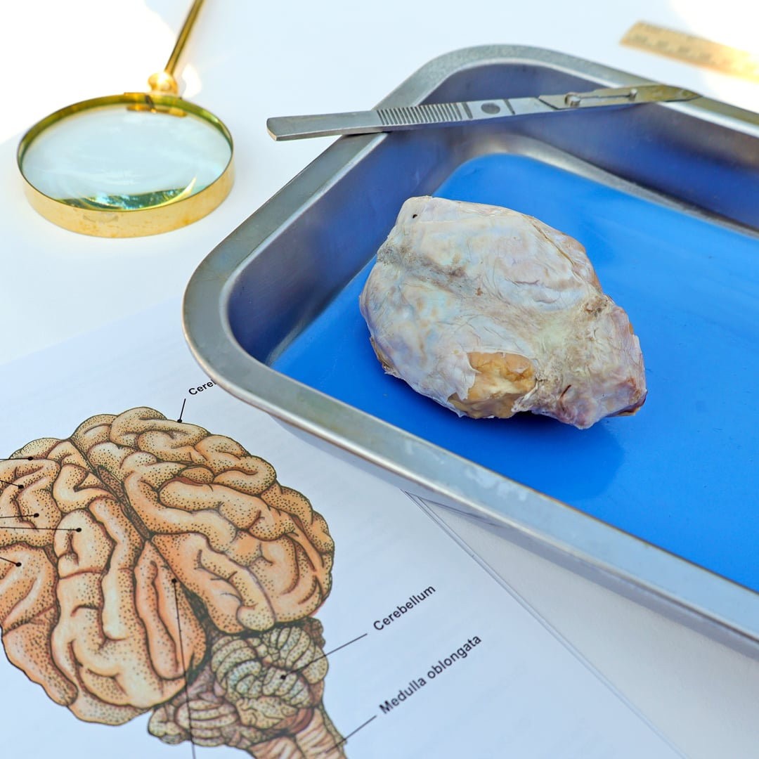 Anatomy Lab Preserved Sheep Brain Specimen, Vacuum Packed