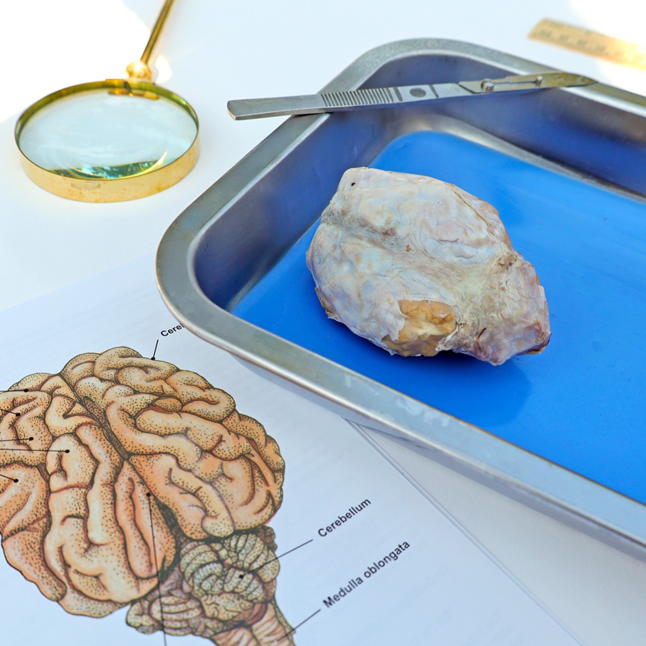 Anatomy Lab Preserved Sheep Brain Specimen, Vacuum Packed