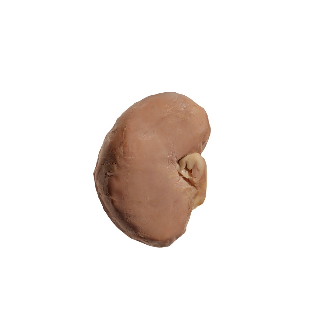 Anatomy Lab Preserved Sheep Kidney Specimen, Vacuum Packed