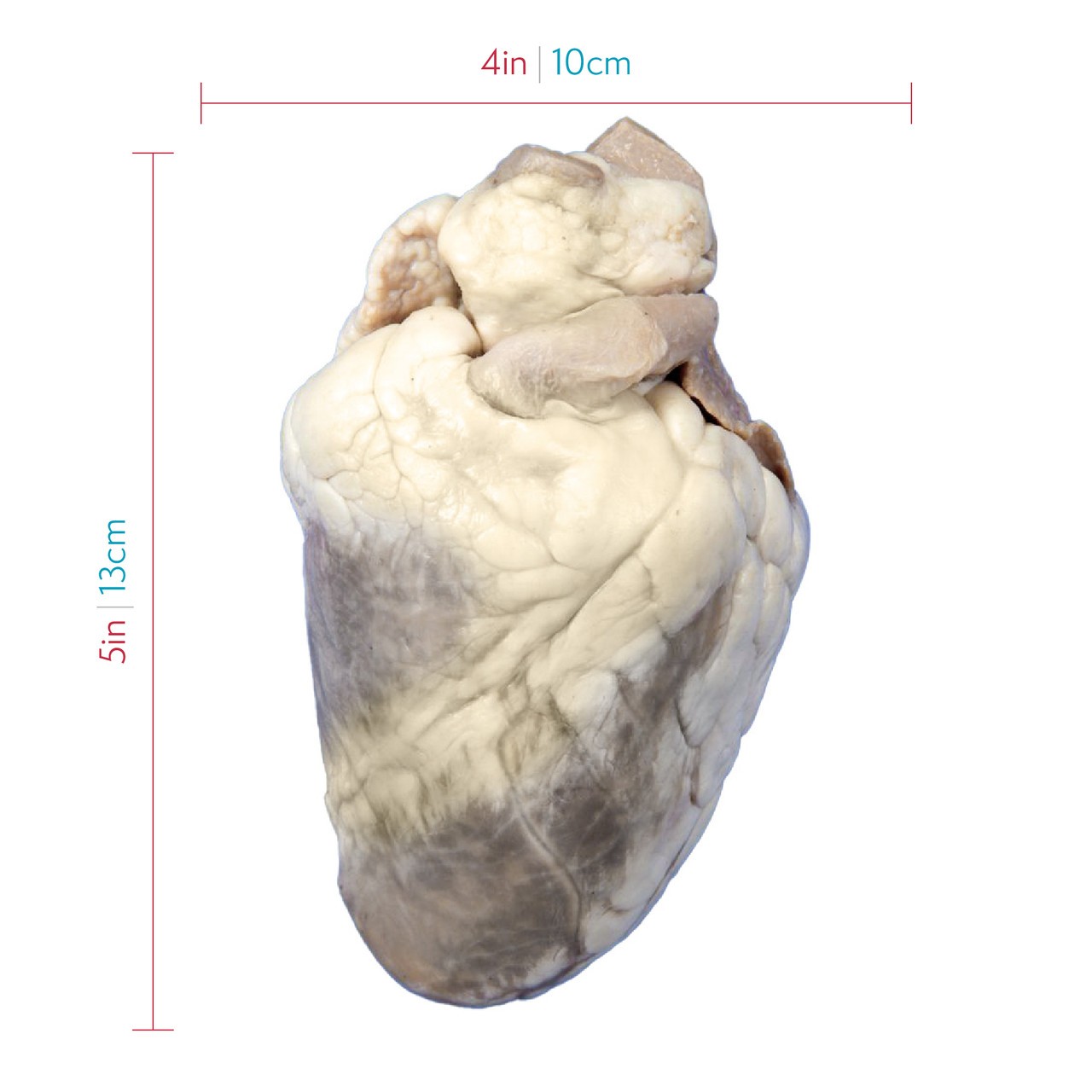 Showing approximate dimensions of the sheep heart, about 5 inches