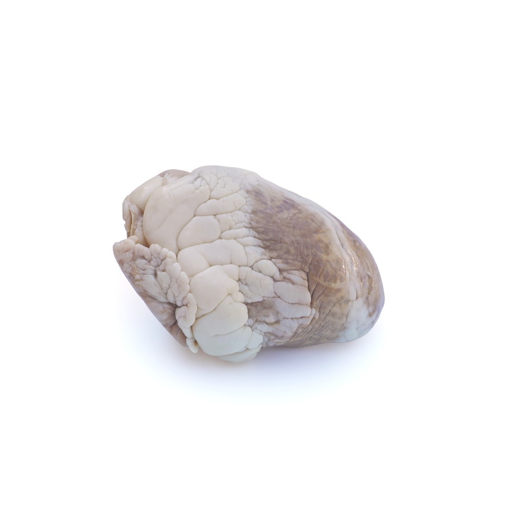 Anatomy Lab Preserved Sheep Heart Specimen, Vacuum Packed