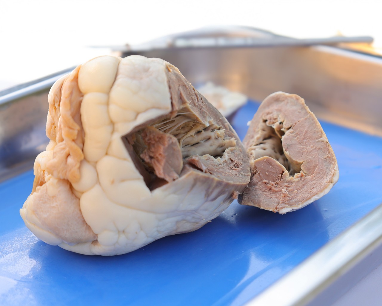 Anatomy Lab Preserved Sheep Heart Specimen, Vacuum Packed