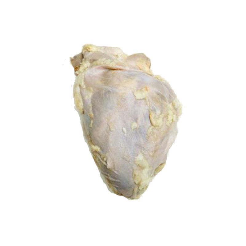 Anatomy Lab Preserved Sheep Heart Specimen, Vacuum Packed