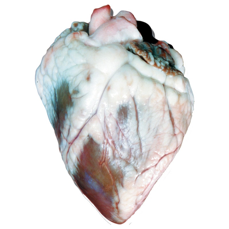 Anatomy Lab Preserved Sheep Heart Specimen without Pericardium