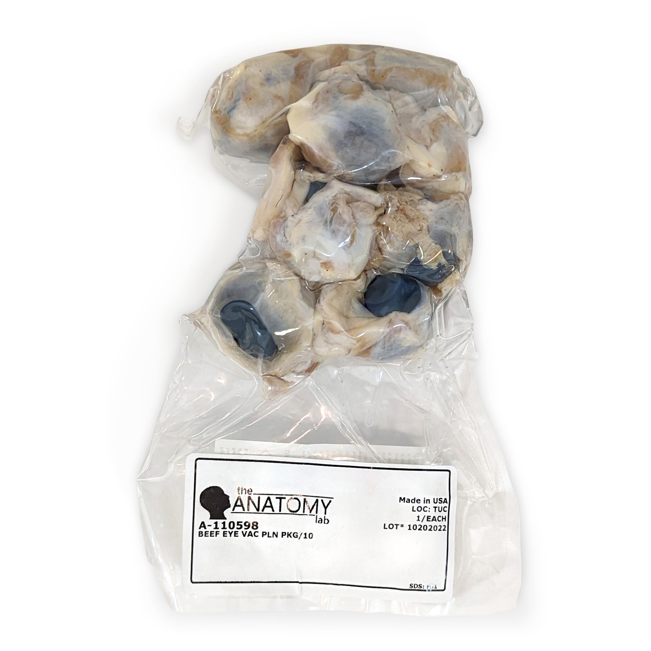 Anatomy Lab Cow Eye Specimen, Preserved Specimen for Dissection