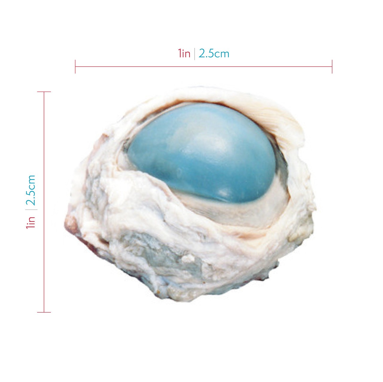 Approximate dimensions of sheep eye specimen,  about 1 inch by 1 inch