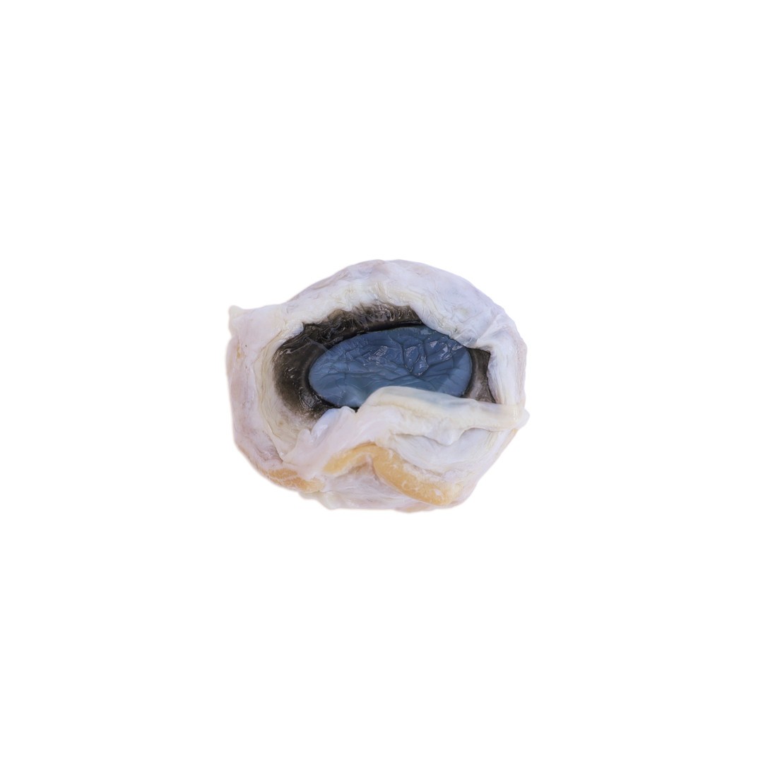 Anatomy Lab Cow Eye Specimen, Preserved Specimen for Dissection