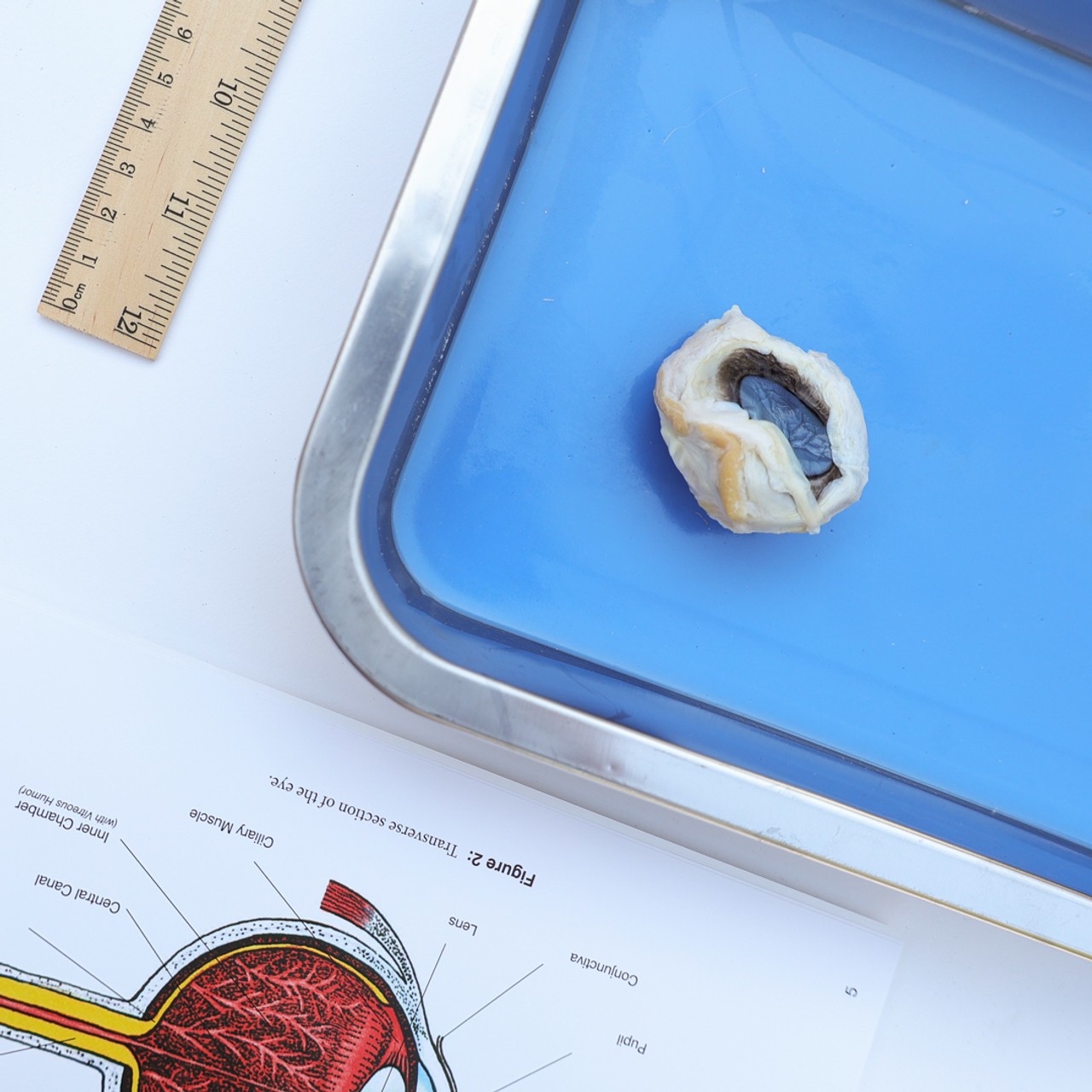 Anatomy Lab Cow Eye Specimen, Preserved Specimen for Dissection