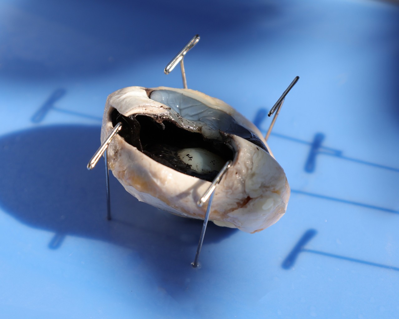 Anatomy Lab Cow Eye Specimen, Preserved Specimen for Dissection