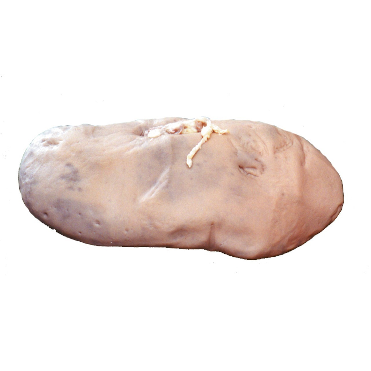 Anatomy Lab Preserved Mammal Organs Specimen Set for Dissection, Package of Pig Kidney