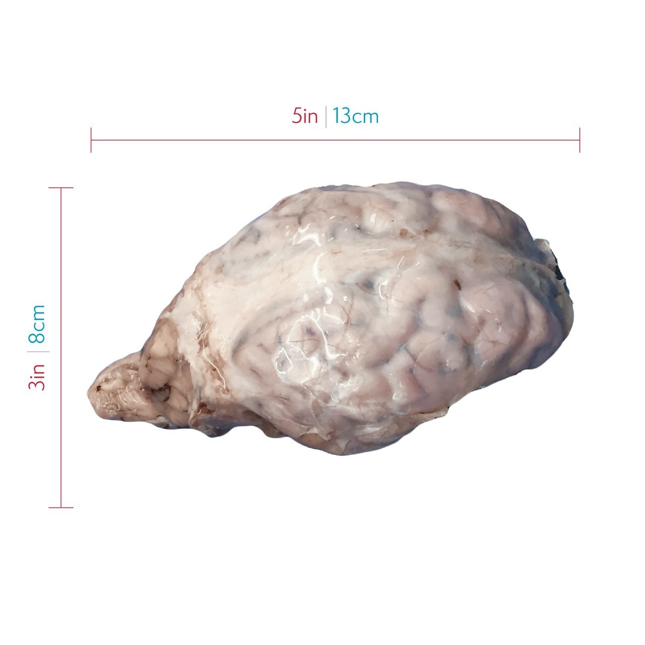 Anatomy Lab Preserved Mammal Organs Specimen Set for Dissection, Package of Sheep Brain