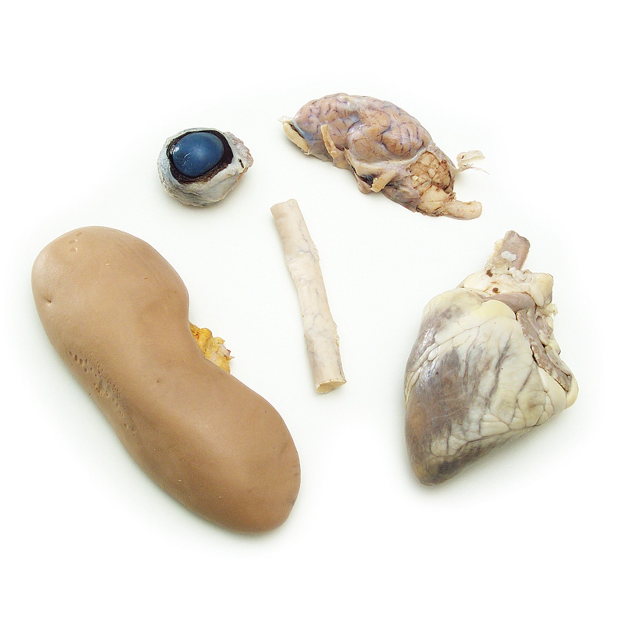 Anatomy Lab Mammal Anatomy Set of Preserved Specimens: Sheep Brain, Sheep Heart, Cow Eye, Beef Spinal Cord, Pig Kidney