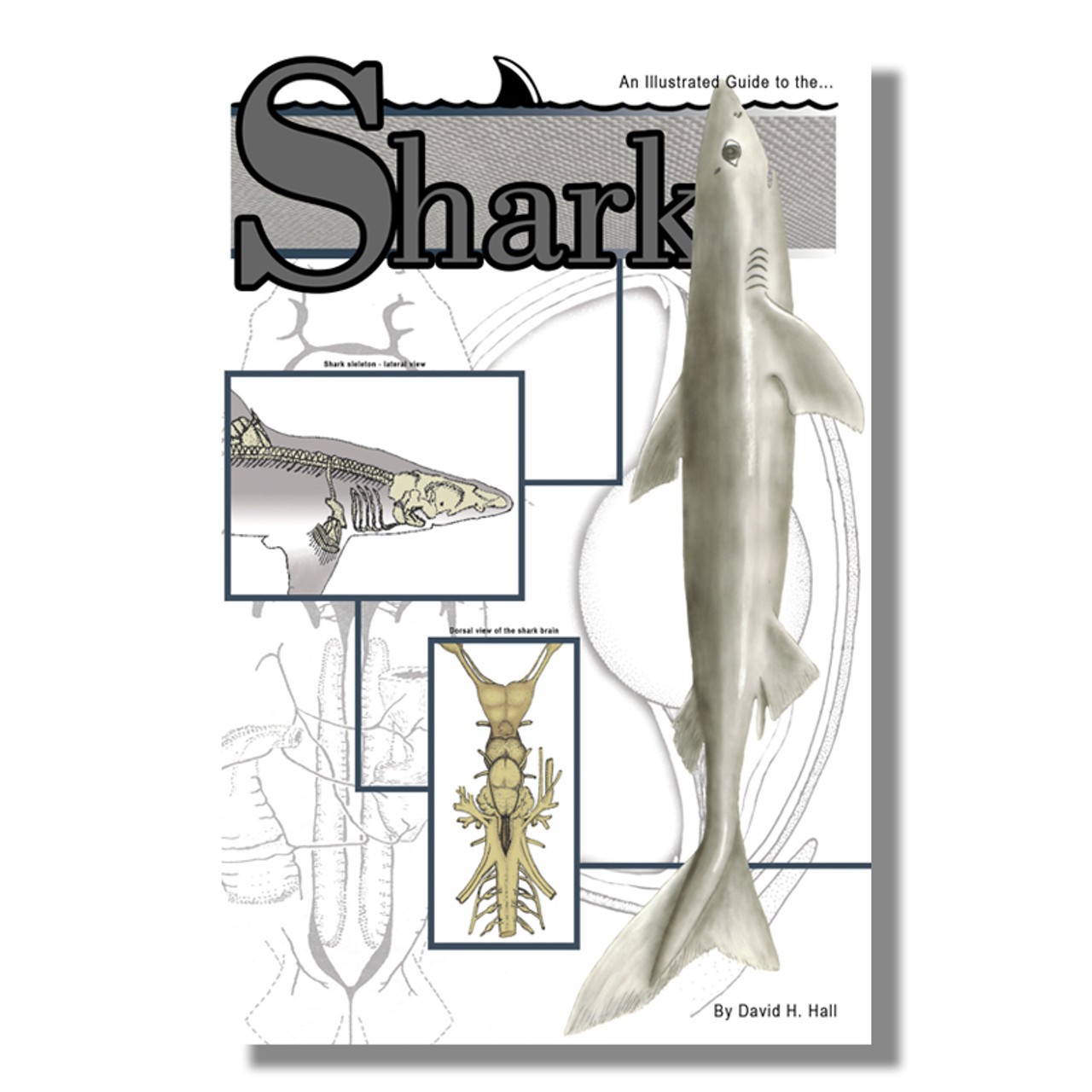 Anatomy Lab Shark Dissection Guide