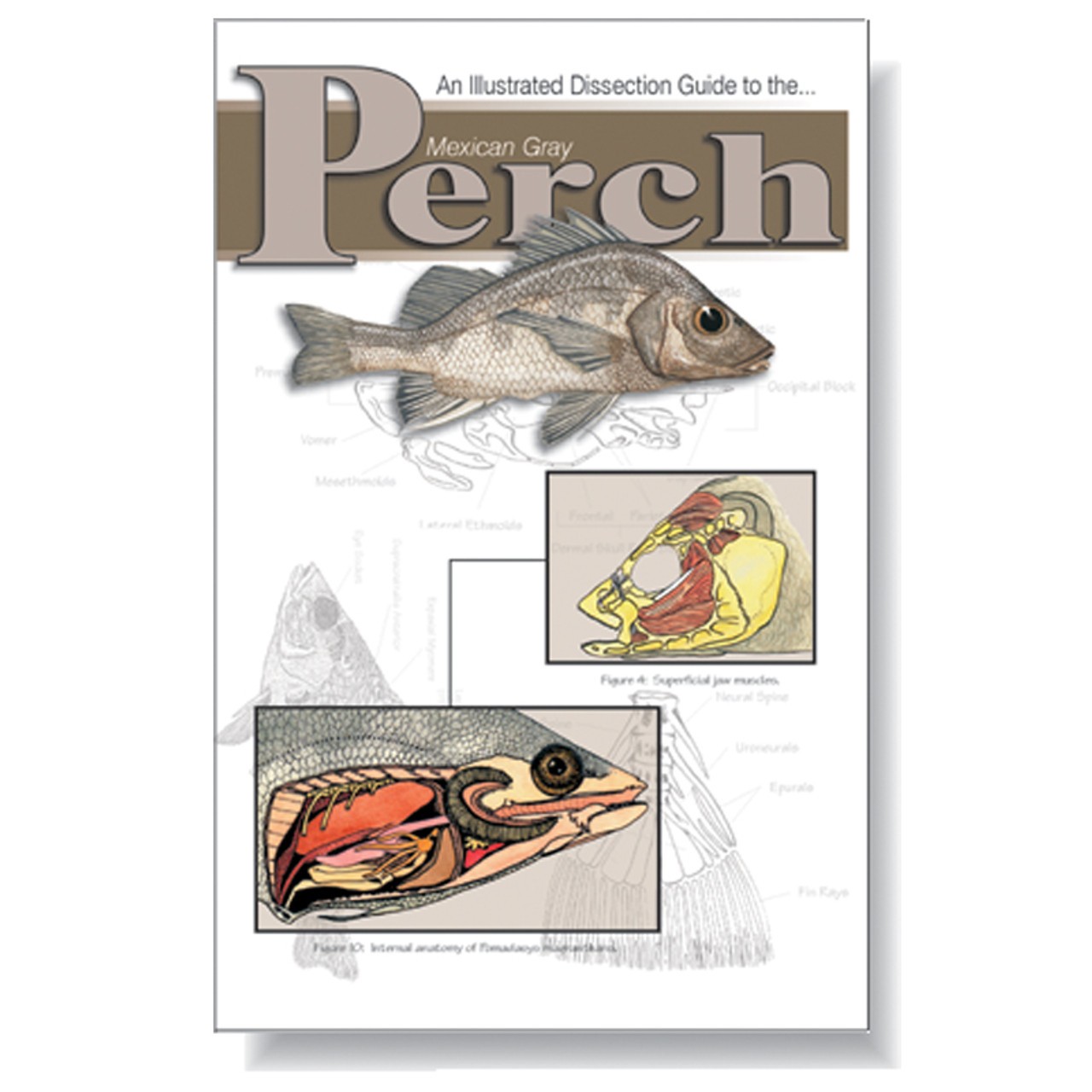 Anatomy Lab Perch Dissection Guide