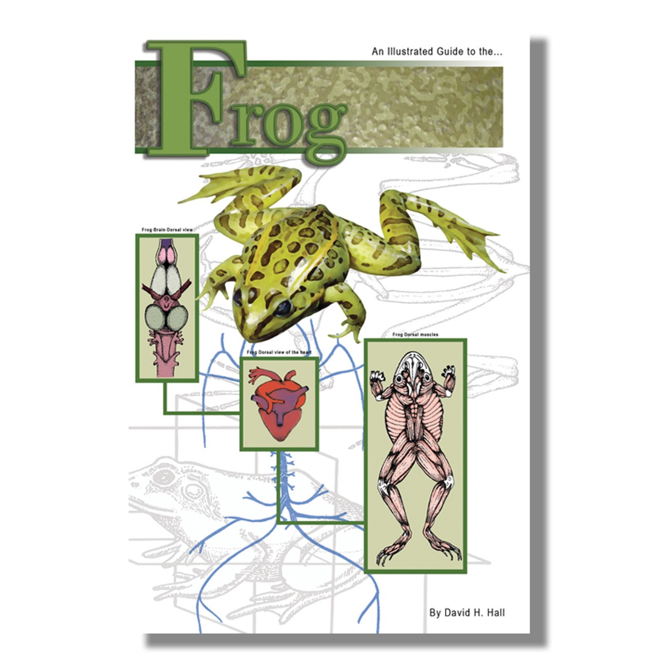 Anatomy Lab Frog Dissection Guide
