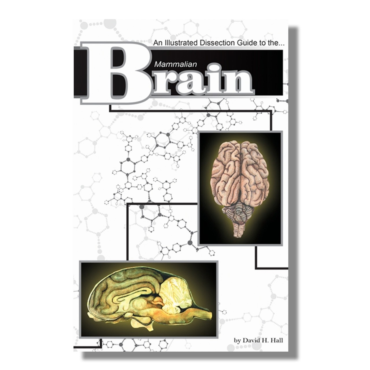 Anatomy Lab Mammal Brain Dissection Guide