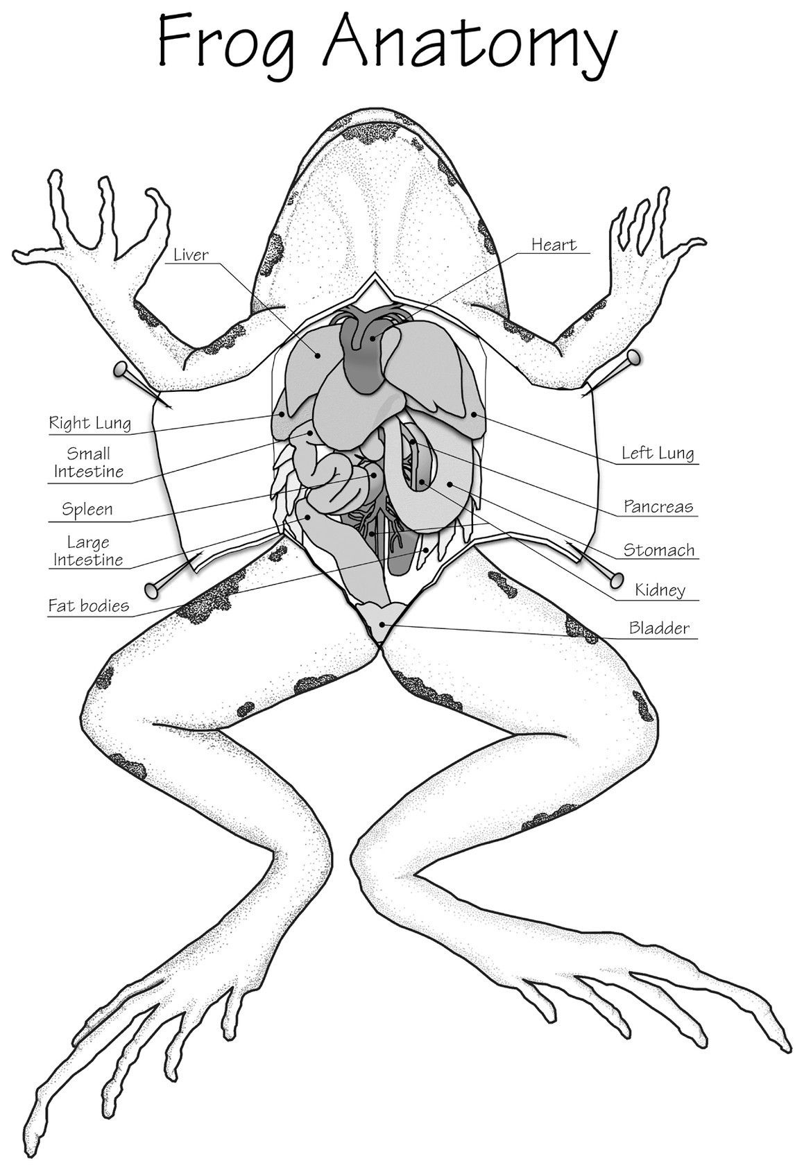 Disposable Apron with Frog Graphic