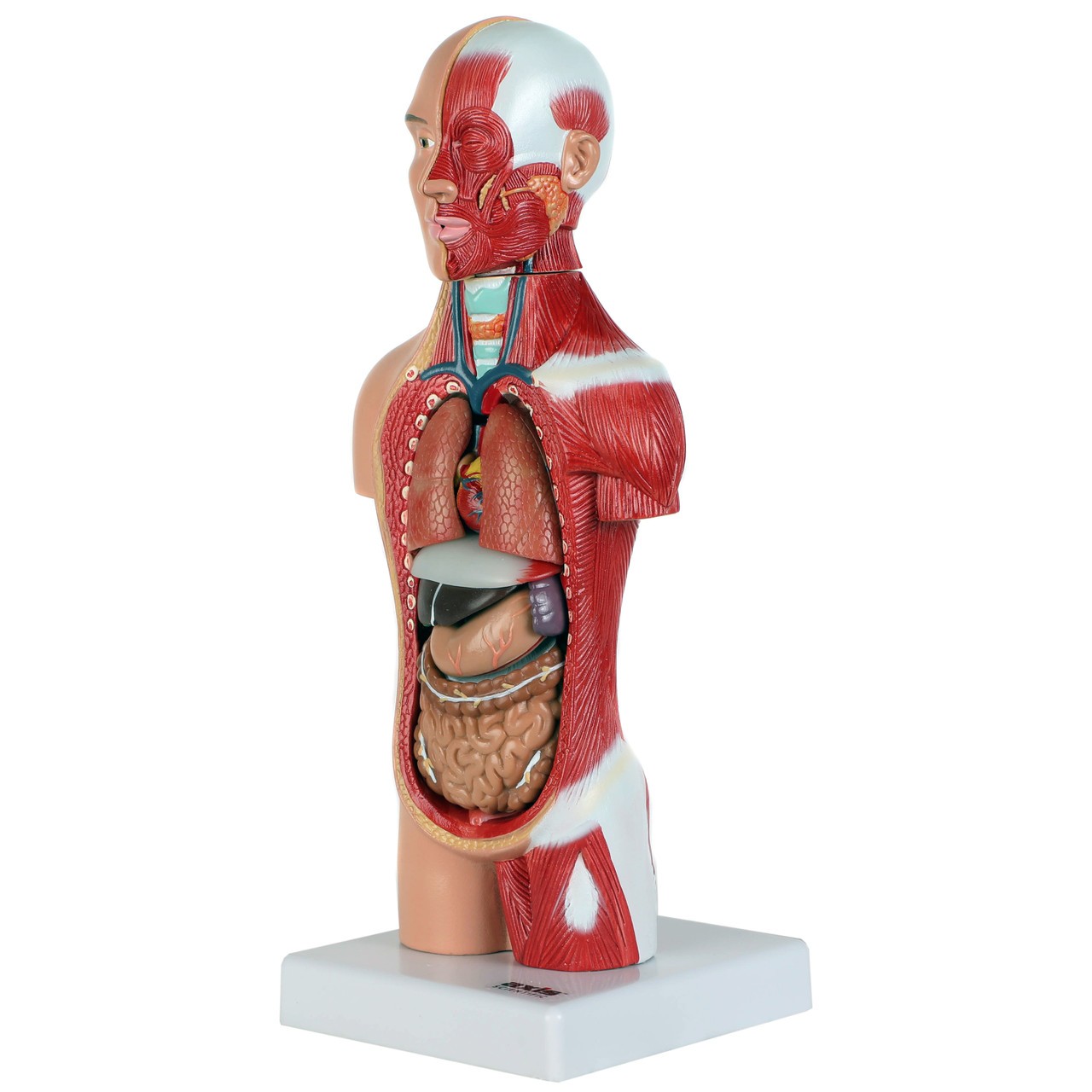 Axis Scientific 14-Part Micro Torso Anatomy Model