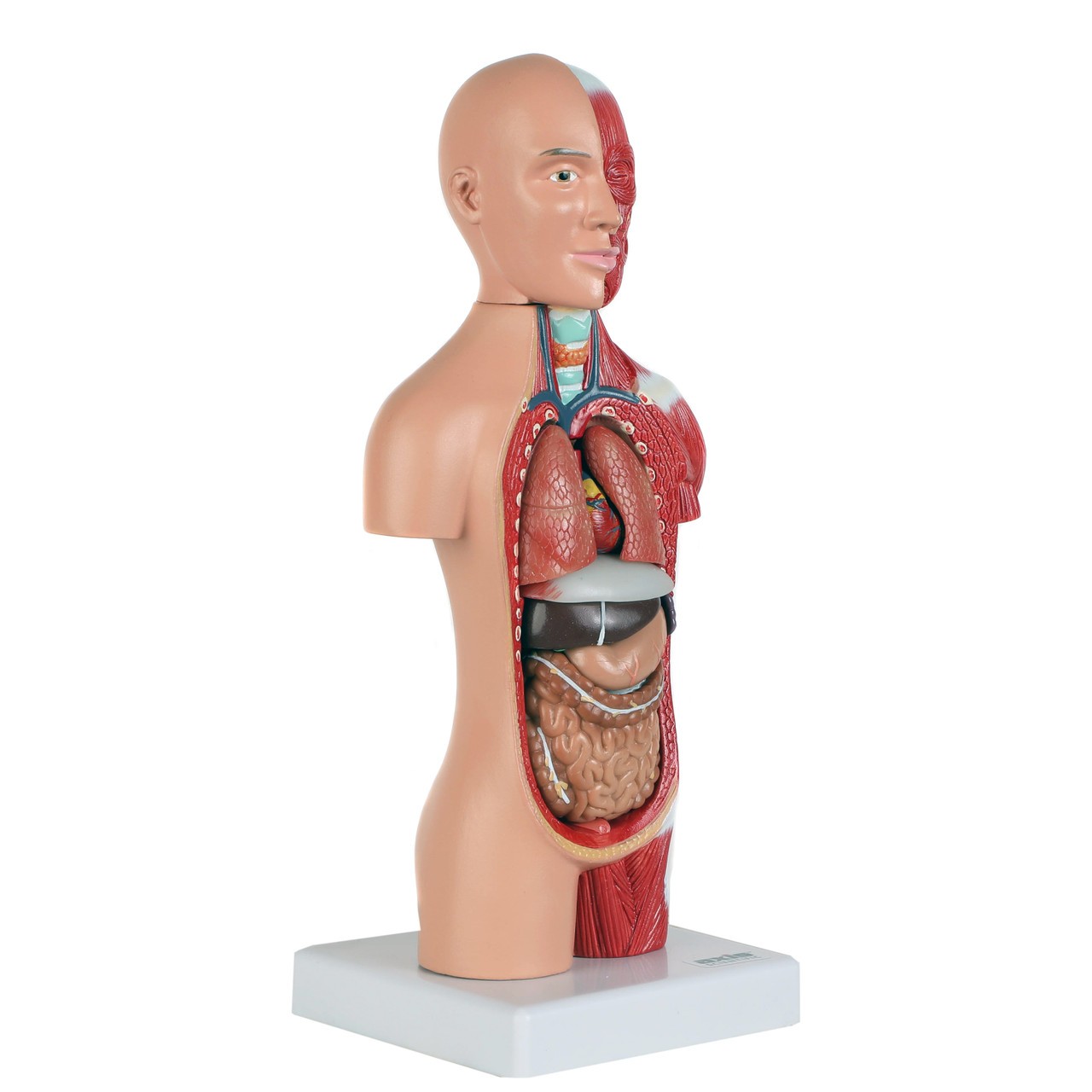 Axis Scientific 14-Part Micro Torso Anatomy Model | Anatomy Warehouse